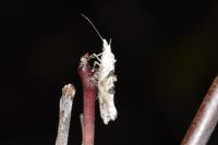 Ypsolopha asperella