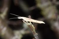 Ypsolopha mucronella