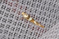 Argyresthia goedartella