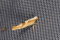 Argyresthia pruniella