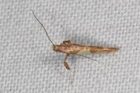 Caloptilia