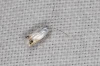 Leucoptera