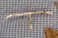 Oidaematophorus lithodactylus