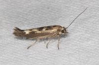 Scythris limbella