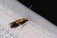 Monopis obviella