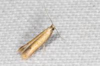 Coptotriche marginea