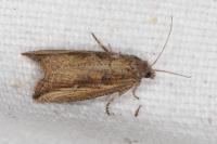 Bactra venosana