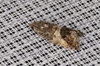 Cydia splendana