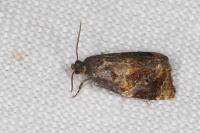 Ditula angustiorana