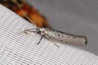 Yponomeuta sedella