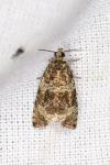 Celypha lacunana