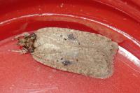 Agonopterix subpropinquella