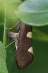Incurvaria masculella