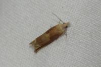 Eucosma conterminana