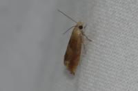 Eucosma conterminana