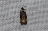 Endothenia gr. gentianaeana