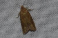 Pelochrista caecimaculana