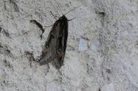 Semioscopis oculella