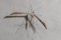 Emmelina monodactyla