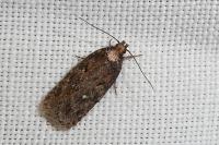 Depressaria albipunctella