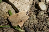 Agonopterix subpropinquella