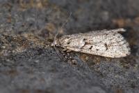 Diurnea fagella
