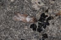 Tortricodes alternella