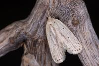 Agonopterix