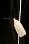 Agonopterix pallorella