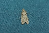 Diurnea fagella