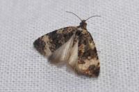 Endothenia