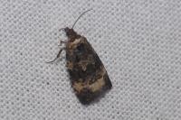 Endothenia