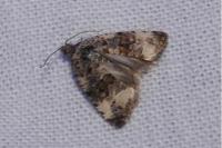 Endothenia