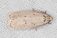 Agonopterix