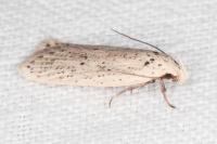 Agonopterix