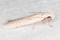 Agonopterix