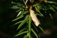 Paramesia gnomana