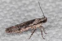 Carpatolechia decorella