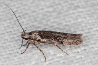 Carpatolechia decorella