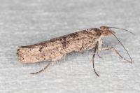 Ypsolopha ustella