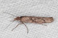 Ypsolopha ustella