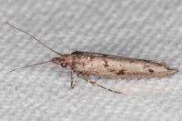 Ypsolopha ustella