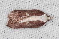 Acleris cristana