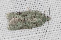 Acleris literana