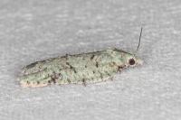 Acleris literana