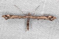 Amblyptilia acanthadactyla