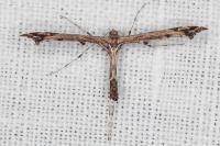 Amblyptilia acanthadactyla