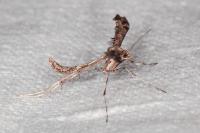 Amblyptilia acanthadactyla