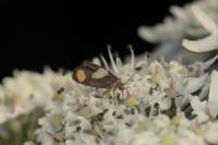 Pammene aurana