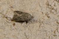 Borkhausenia nefrax
